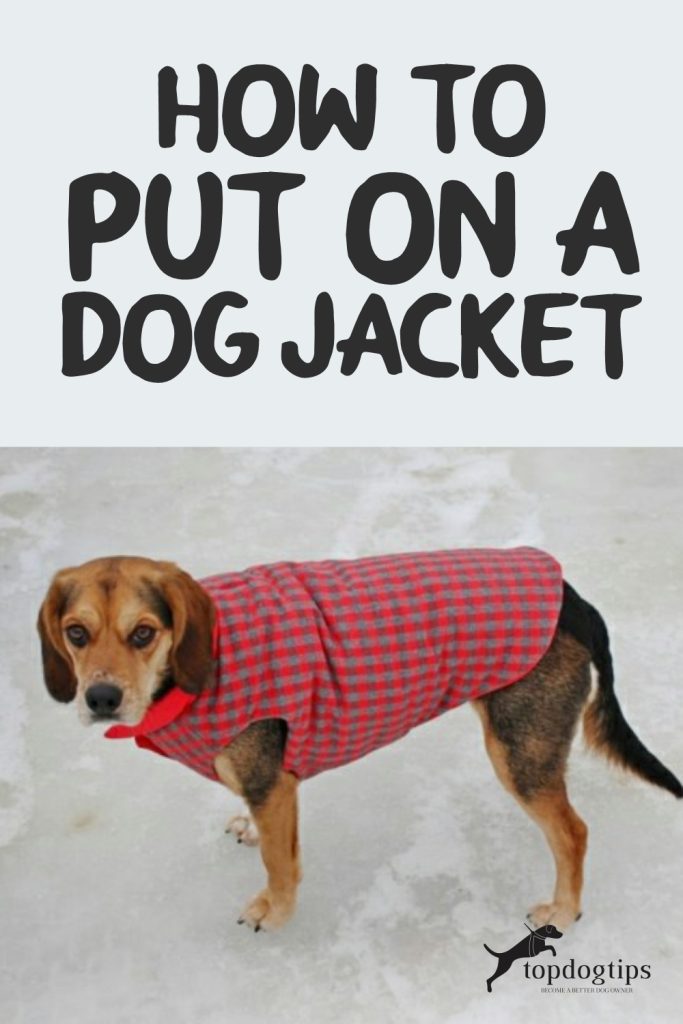 How To Put On A Dog Jacket