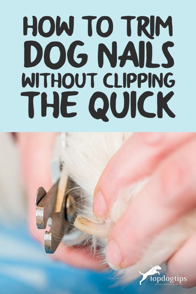 Trim Dog Nails