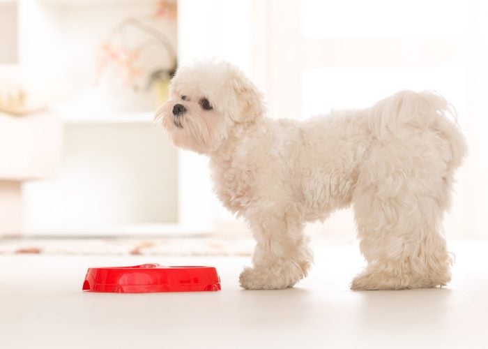 Maltese Dog Being Picky