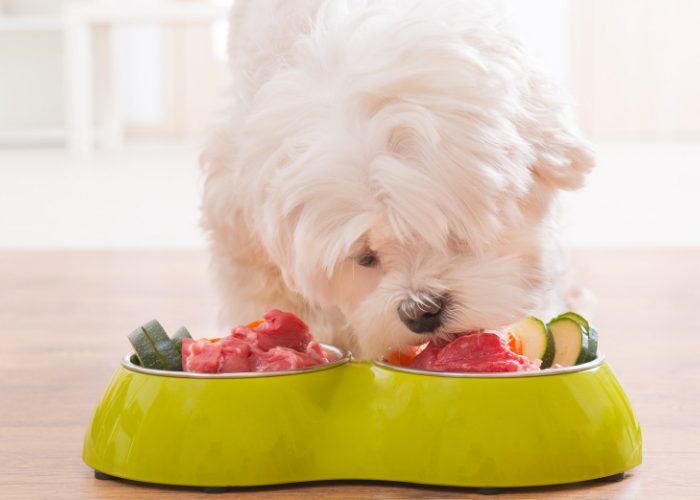 Maltese Dog Food Maltese Eating From Food Bowl