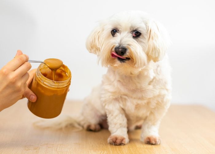 Maltese Dog Food Maltese Eating Peanut Butter