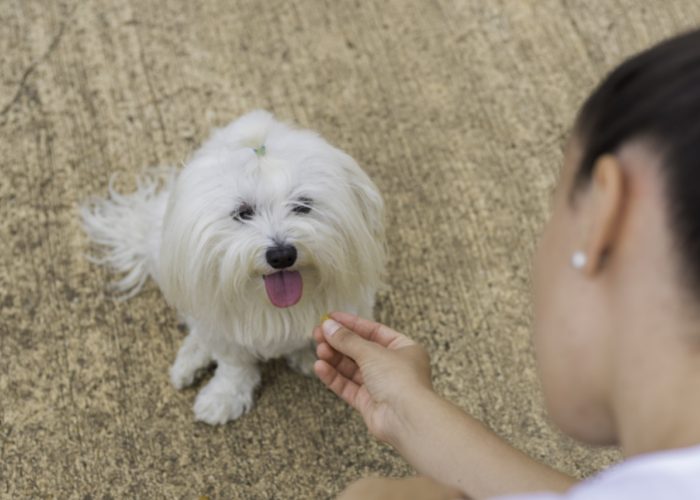 Maltese Dog Food Maltese Petted by their Owner