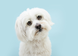 Maltese Dog Looking With Sad Eyes