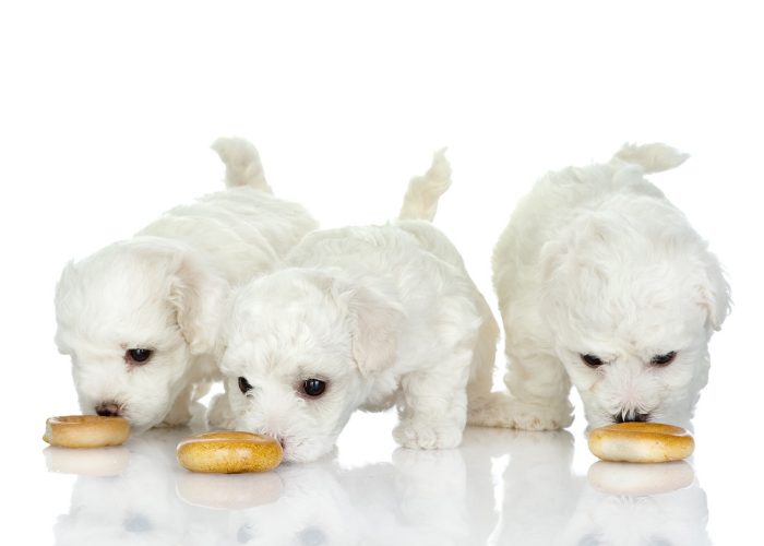 Maltese Puppies Eating Maltese Dog Food