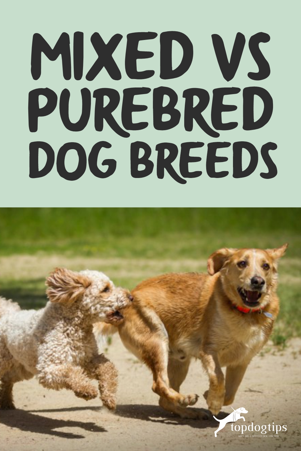 Mixed vs Purebred Dog 