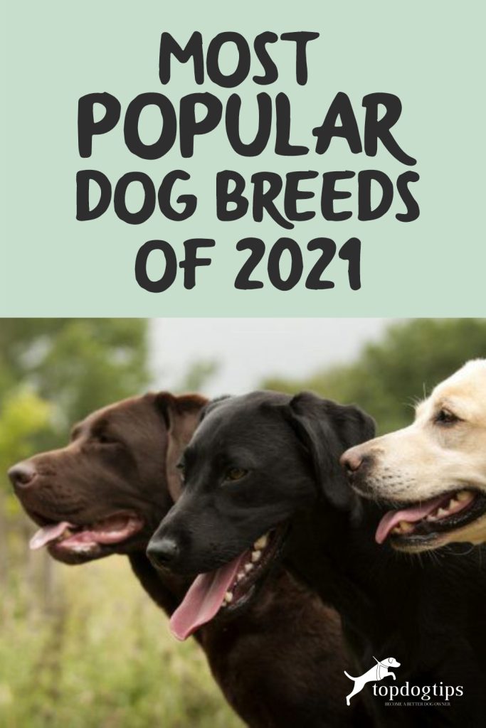 Most Popular Dog Breeds of 2021