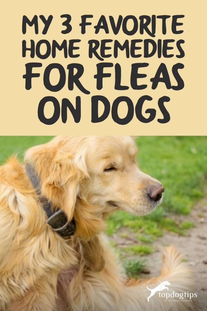 Home Remedies for Fleas on Dogs