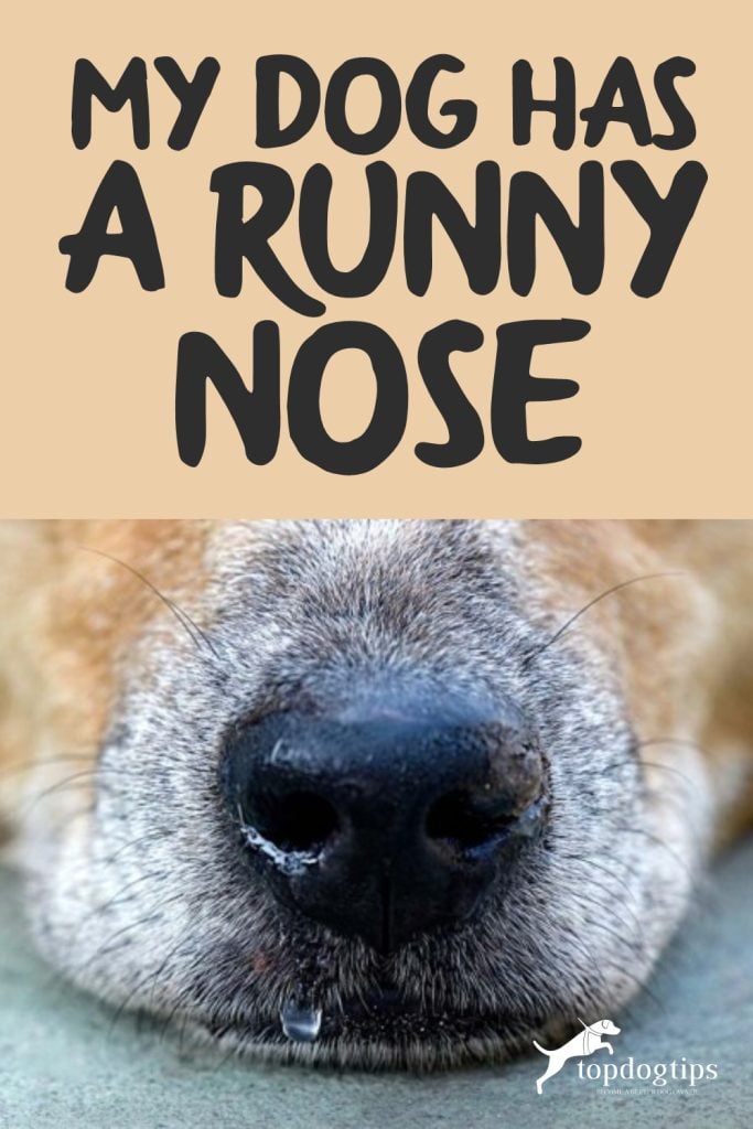 Dog Has a Runny Nose