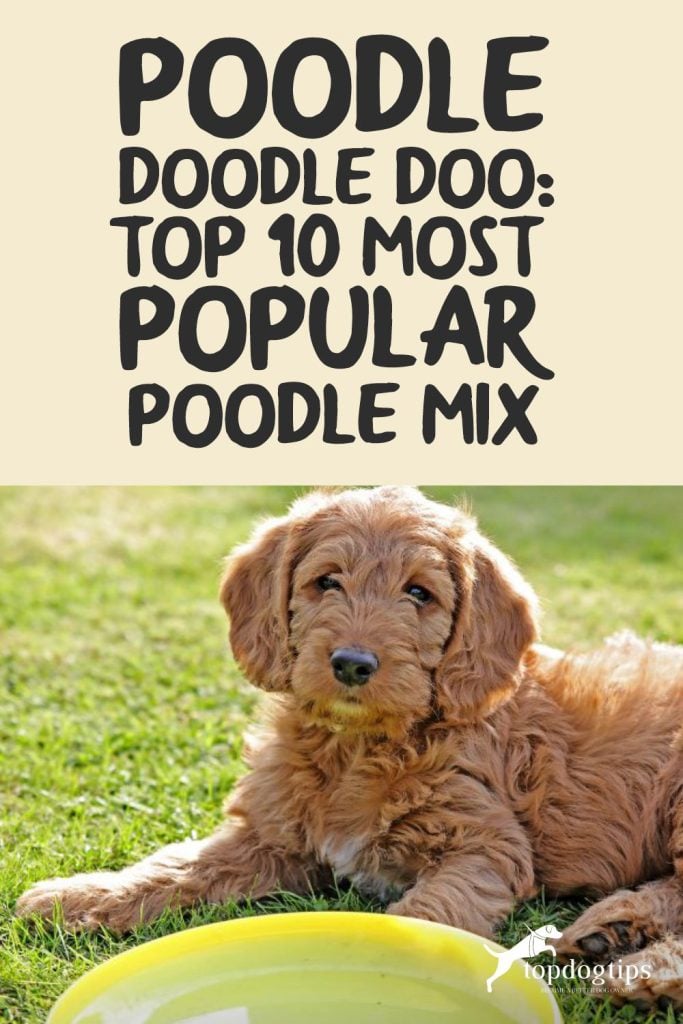 Poodle Mix