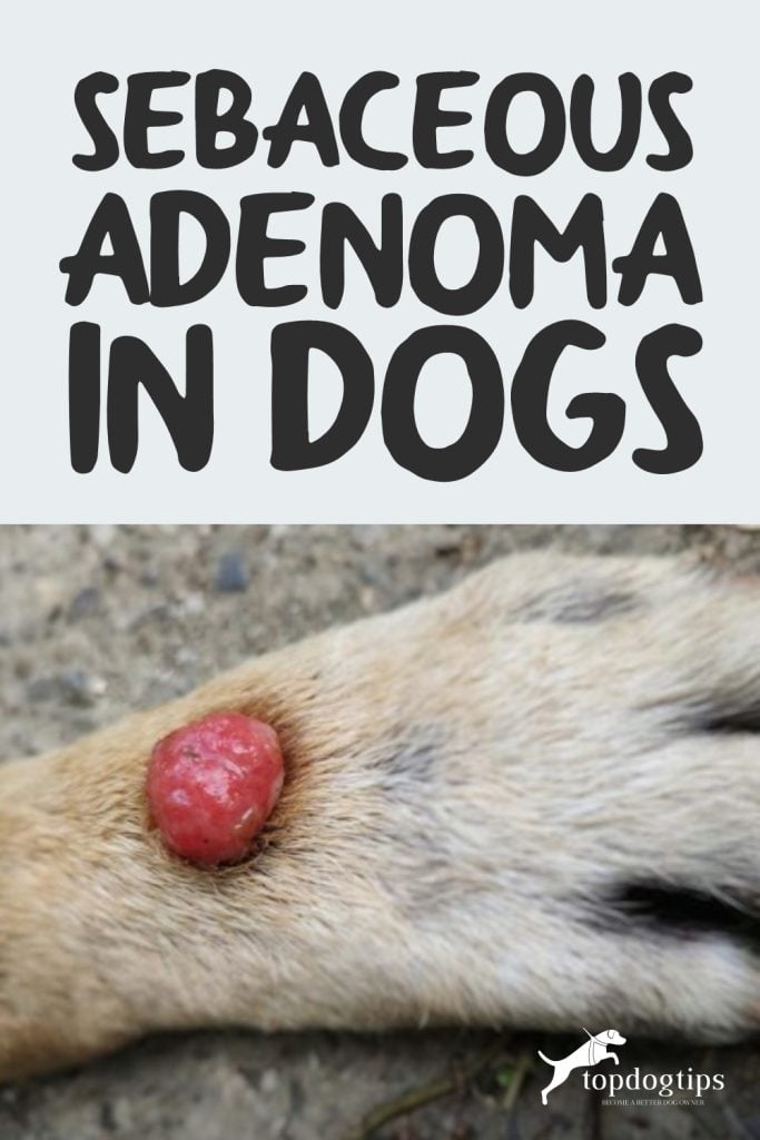 Sebaceous Adenoma in Dogs