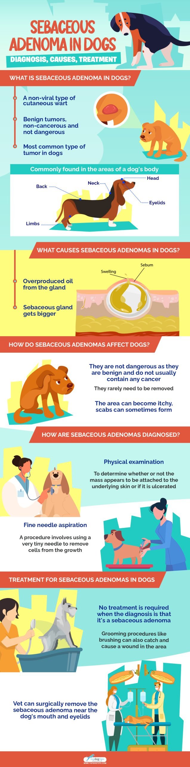 Sebaceous Adenoma in Dogs 