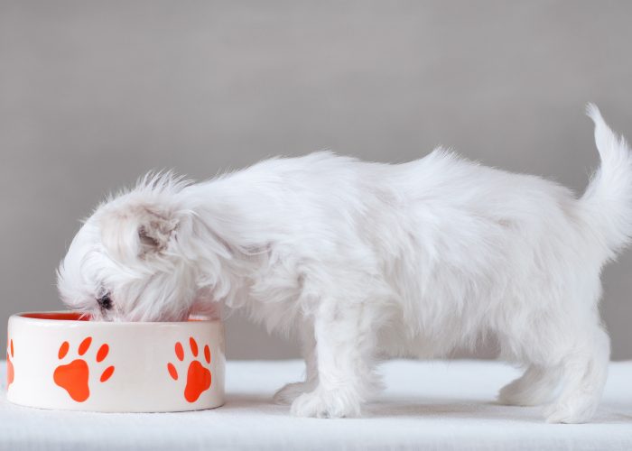 Senior Maltese Eating Maltese Dog Food