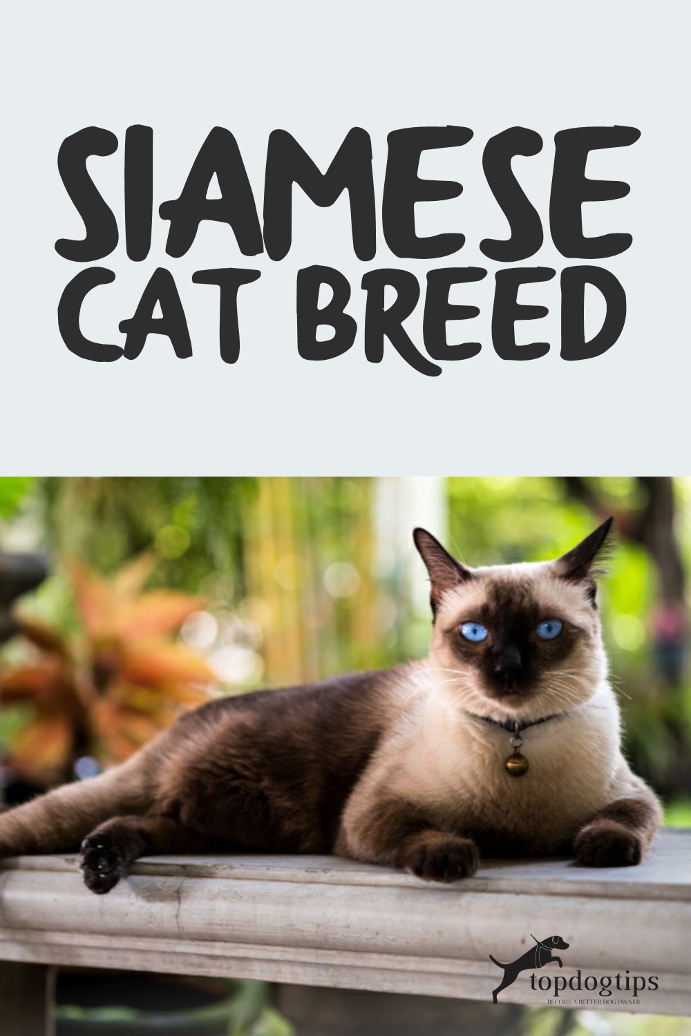 Siamese Cat Breed