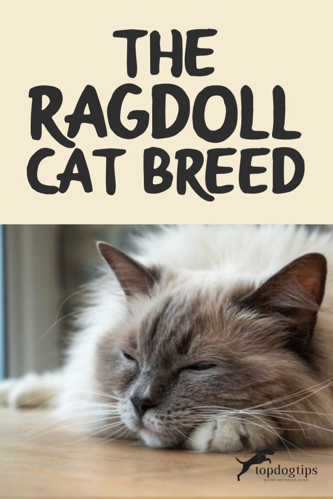 Ragdoll Cat Breed