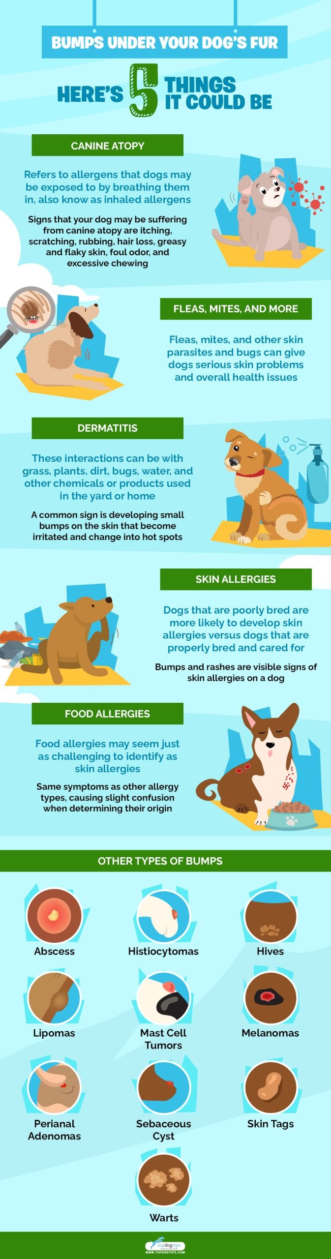 Bumps Under Your Dog’s Fur 