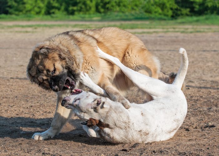 1. Focus on the more aggressive canine