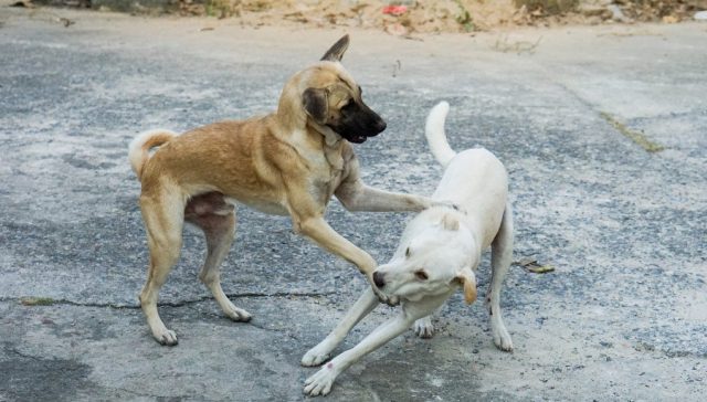 Dog Fights: An Informative Guide On How To Stop Them