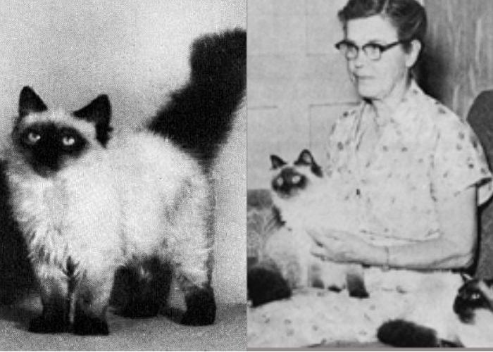 Marguerita Goforth and her Himalayan cats