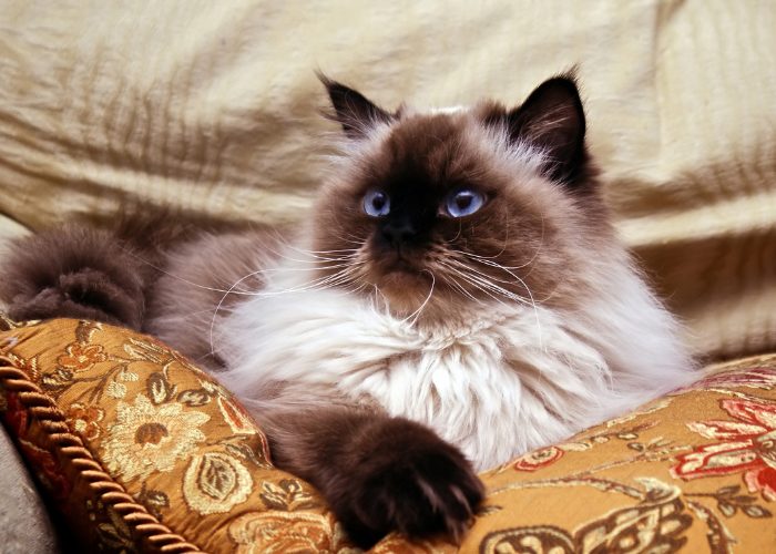 2. The Himalayan Cats' Appearance