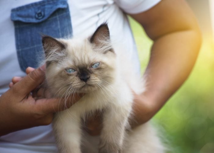 Cream Himalayan Cat Points