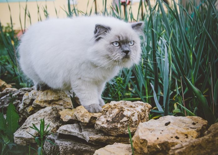 Tortie Himalayan Pattern