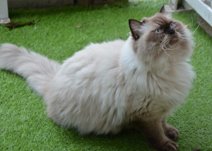 5. The Himalayan Cat’s Health and Issues 