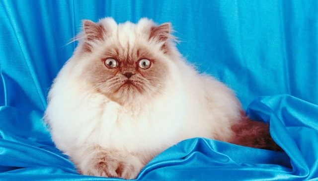 Himalayan Cats: Paw-tastic Facts And Overview About The Breed