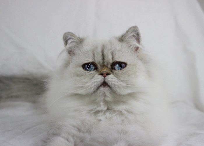 Lilac Point Himalayan