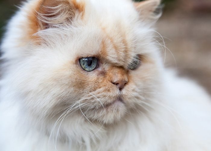 Flame Point Himalayan