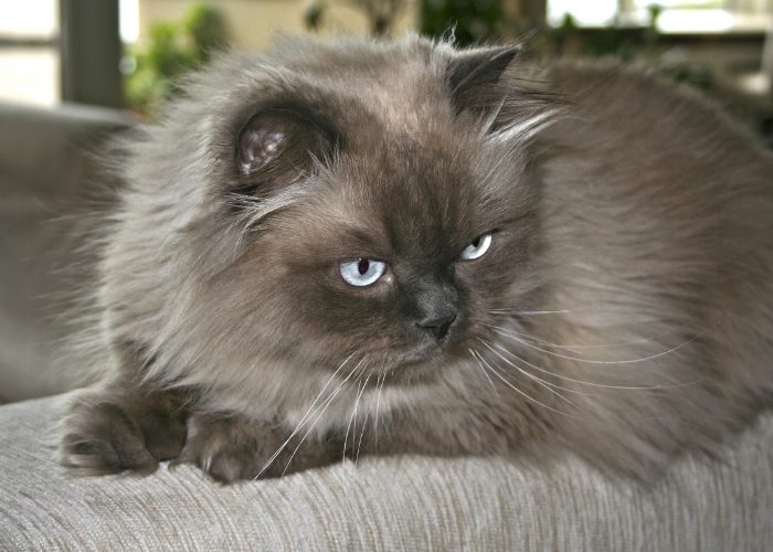 3. The Himalayan Cat Behavior and Temperament