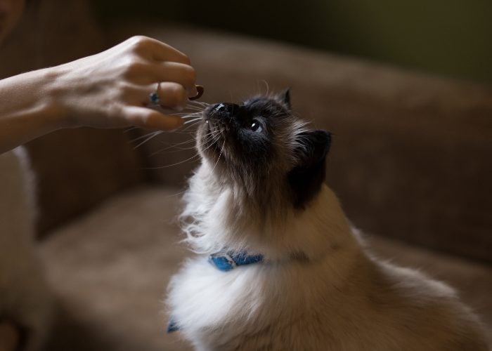 4. The Himalayan Cat’s Diet 