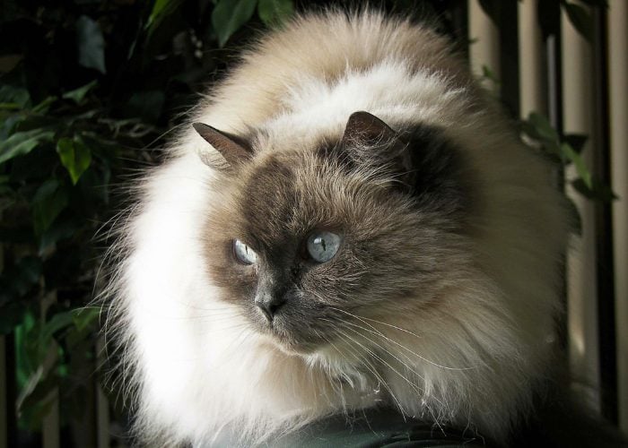 6. How to Groom Himalayan Cats