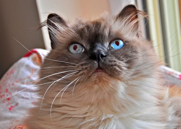 7. How To Train Himalayan Cats