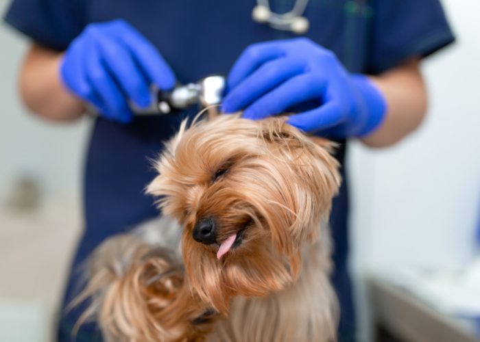 What To Do If You Suspect Your Dog Has Hearing Problems?