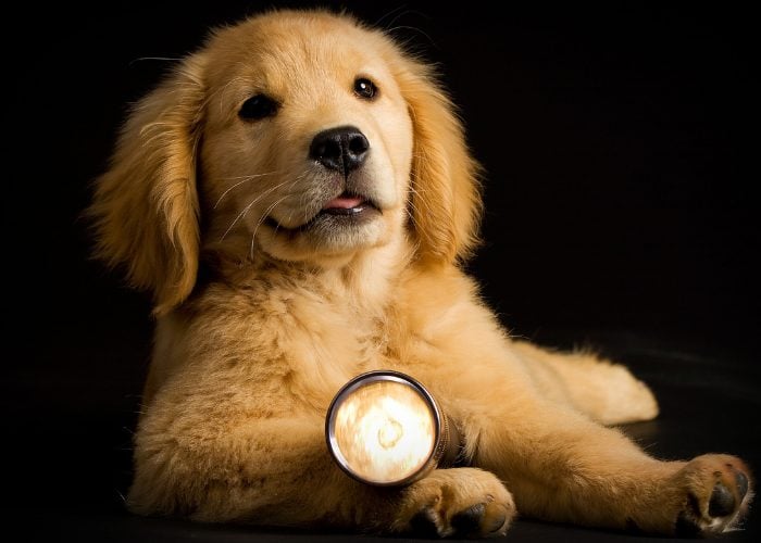 6. Utilize Light in Training Your Pooch