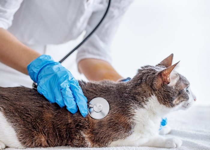 Cat Disease #4: Hypertrophic Cardiomyopathy