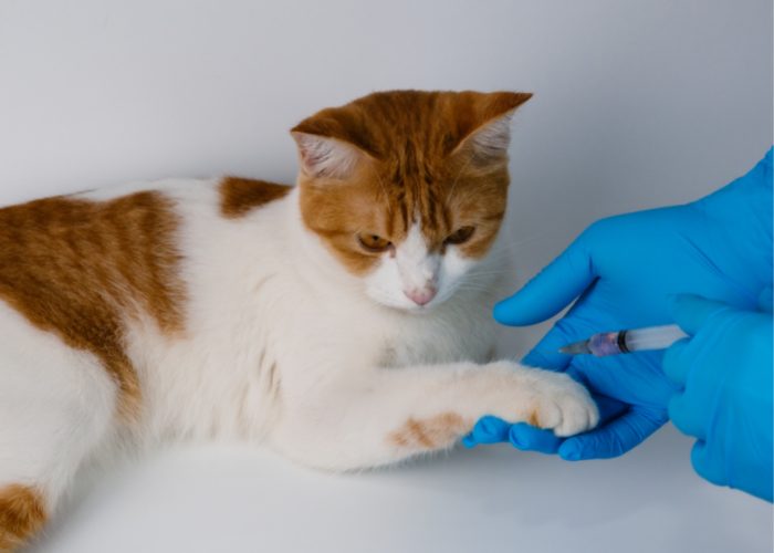 Cat Disease #3: Rabies 