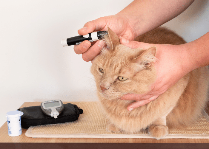 Cat Disease #2: Diabetes Mellitus 