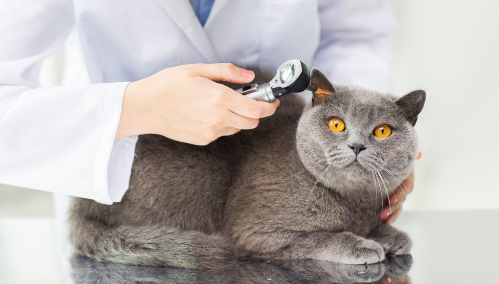 Let’s Talk About Cat Disease: 8 Cat Diseases To Look Out For