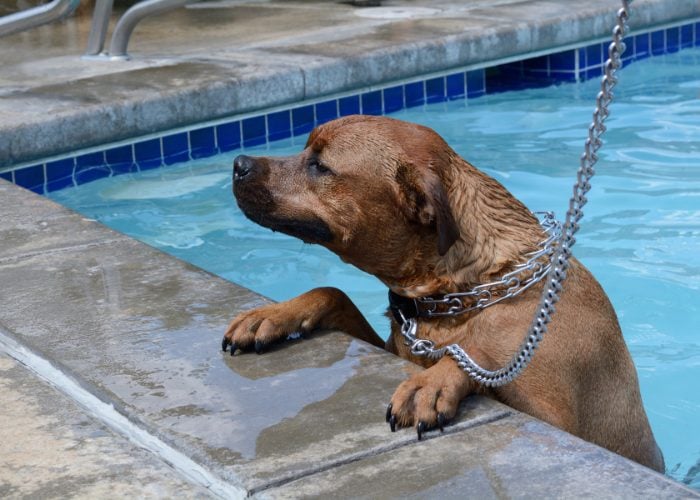 1. Prong Collars Are NOT Regular Collars; It’s A Training Collar