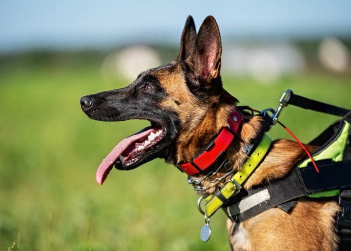 2. Prong Collars Are Specifically for Hyperactive and Aggressive Canines