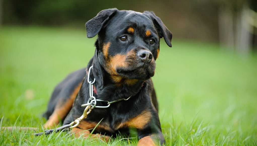 Prong Collars: Debunking The Myths And What You Need To Know