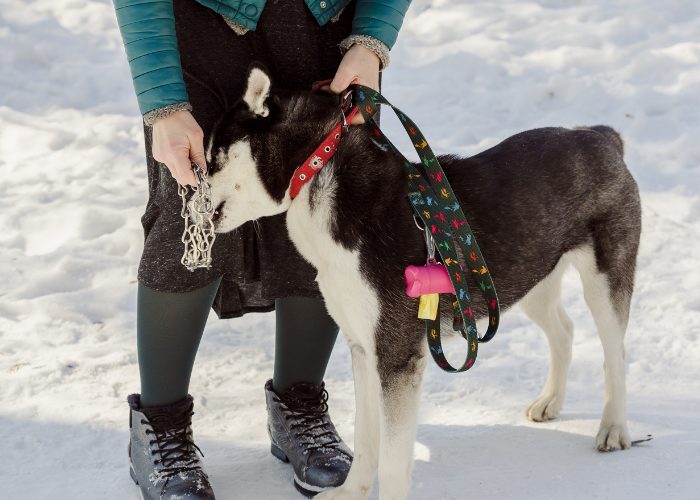 11. Prong Collars Are Old-Fashioned Yet Useful