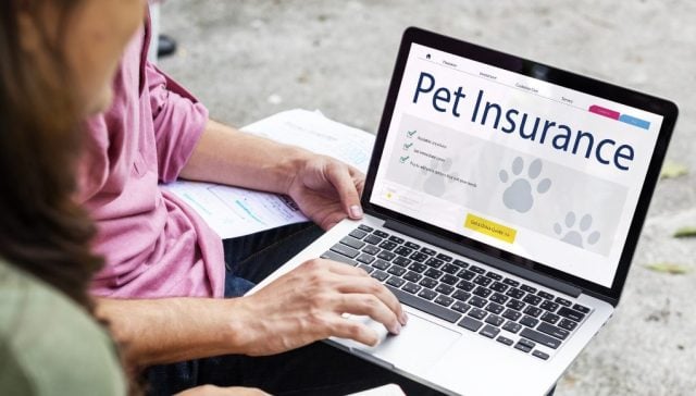 Pet Insurance As An Employee Incentive and Why You Should Get Them?