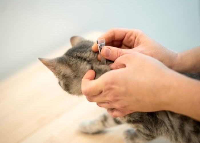 3. With pet insurance, you can effectively budget for other pet care costs.