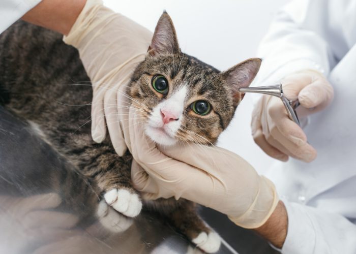 2. It is not an option for any pets with pre-existing conditions.