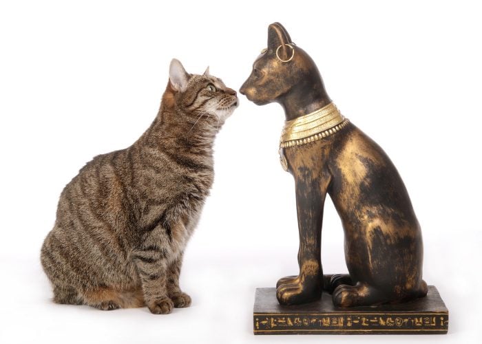 Evolution of Cats: Early Civilization’s Pet