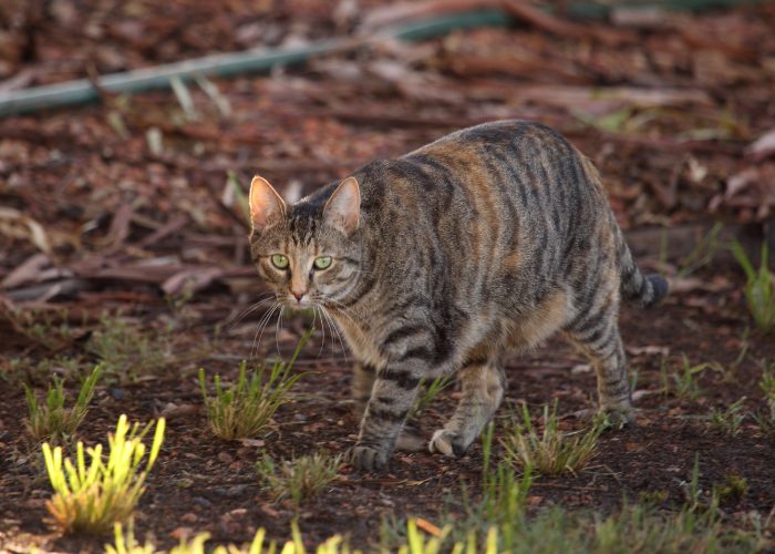 Can Feral Cats Become House Cats?