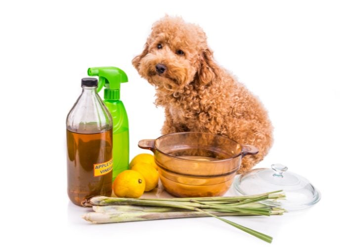 Natural Dog Repellent Spray Products That You Can Use