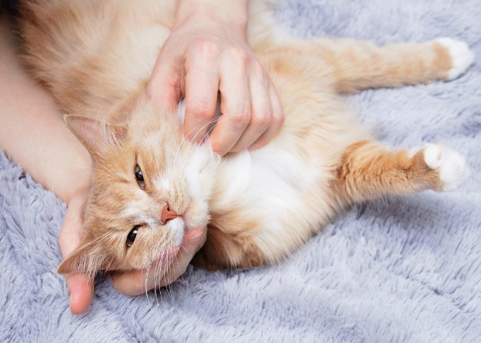 #4: Cats’ purring is beneficial to humans